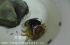 ��з͑�����첡�ķ���