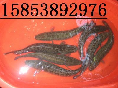 �~�磬���q�磬���~�磬�S�X�磬�T�~�磬�\�~�磬