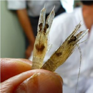 ��̫�؅^���r�����o����ԃ���h���Y���