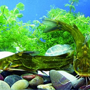 ������ԣ��S��~�Bֳ���Pע���g