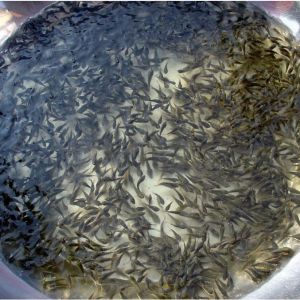 �_�ǳ��~�r�q�������N���_������