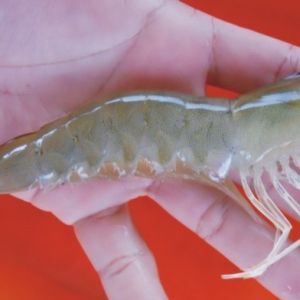 2��25-3��1�������׌��r�Ј��܈�