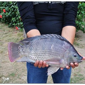 �ׂ�(g��)YY�_����Ʒ�N�@���Ҽ�(j��)�J(r��n)��