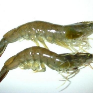 GAA��EMS��ԭ�ѱ��C��