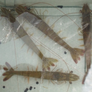 �H�r������_(d��)���f(w��n)��(du��) ���h���߷Ō�