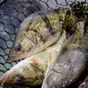 2013�Z�~�B(y��ng)ֳ�в��� �r���߄ݷ�������Ҏ(gu��)��