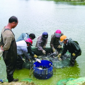 ����ʡ�_���~�B(y��ng)ֳ�F(xi��n)���Ҫ�B(y��ng)ֳģʽ����