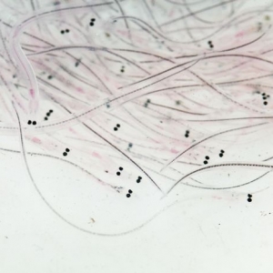 �i�ӵ��ձ�����������ƪ