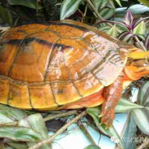 �������Xӿ�룬������������B(y��ng)����