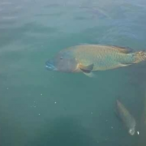 ꐇ��A������أ��Kü�˹������׫@�ɹ�