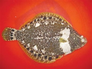 �A�����l���S��ˮ�a�о������F�˹��Bֳ �״Ρ��Ρ���a�I��