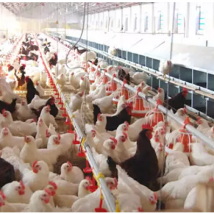 2015�r(n��ng)�I(y��)��ٍ�Xʮ�󡰃�(n��i)Ļ