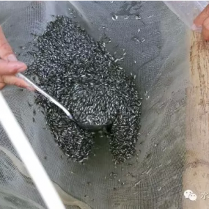 �_���~�����Ј�����ƽ��