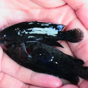 �_���ɹ���W�о�С����RNA���g����ʯ�߲�����