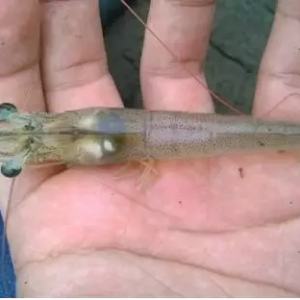 �����Л]�С��D�Ρ����f�� �ҿ��Ĵ��T����ô�f