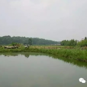 �@Щ����Bֳ�ɹ��ʵ�ǰ�ڹ�����������λ�ˆ᣿