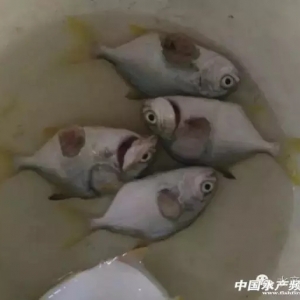 2016���K�~�I��棺Ͷ��4.2�|β�����󓌊Z25�f���Ј�����ˮ�W�������ģʽ