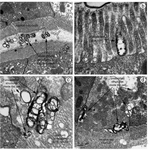 ���r�ױ�����ൽ����ʲô�������@��