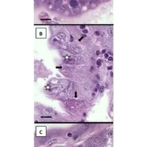 ���r�c���x����EHP����ͨ�^��ʳͬ���