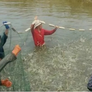 ��׃�Bֳģʽ�������׌��r�Bֳ��������