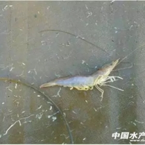 ����üt�������ΰױ㣬�Ƿ����^Ҳ���ԣ�