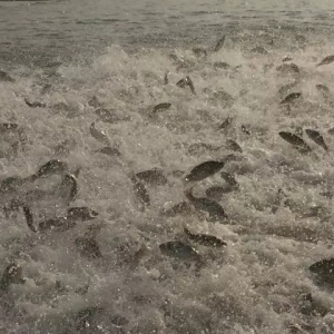 �Bֳ����ȫ��Ͷι�����ϳ������|3931��