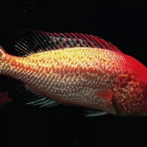 �S��ʯ�ߡ���ʯ���~���^�pʳ�Ã����˵�����֮��