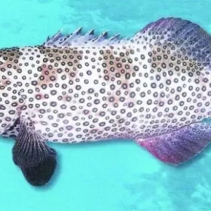 �@������ϯ������~�N���O�粻�ٳ���