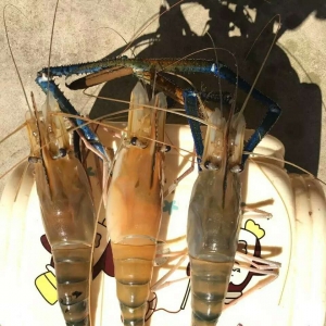 ���������������_�����r�N�r��