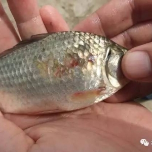 ������ο����a�~��Ƥ�C�ϰY