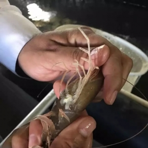 OI�y��һ��SPF�N�r���ݻؚw�Ї���ֵ���ڴ��᣿