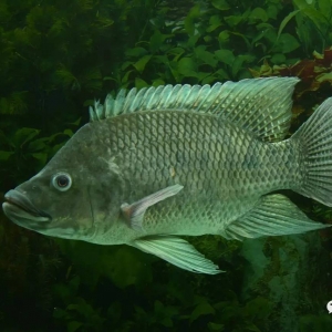 �����}�ֳ��L�죬15���¿��_3-4���ҿ��������~Ƭ�����r�y�B���B���ɣ�