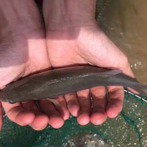 2017��7��12�ռ����|�~��r���������Pϵ���^�m�����r������