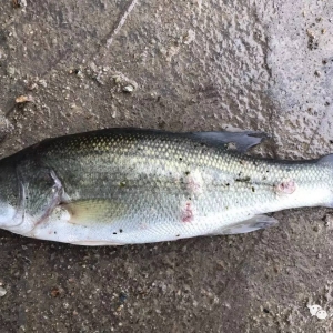 �ߜ��ڼ����|�����P�I�c ��Ҫ�e�^Ŷ��