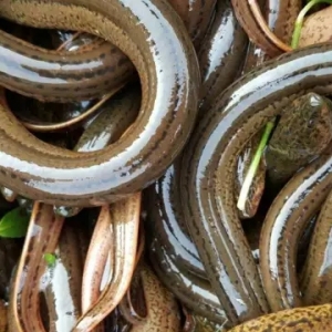 ���������3���l(f��)չ��1600���S�X��������a(ch��n)���X���f������Nǧ�fβ��