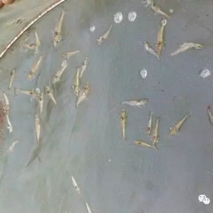 �҈�(ch��ng)�������Ȑ����¼��l�l(f��)���r�������ѳɸ��L(f��ng)�U(xi��n)�ИI(y��)��������Σ�C(j��)��߀���|(zh��)��Σ�C(j��)��