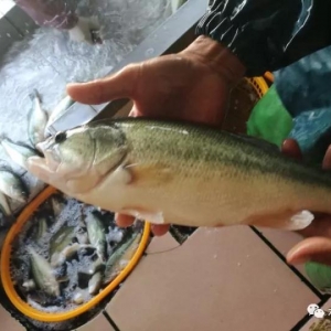 �����|��ֹ��څ��������2017��11��6�ռ����|���^�r