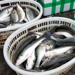 �����ߘ��������ӵ��Ј�Ҏ�t��