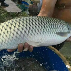 ��a��600�f�����~��r�����R�������Bֳ�x���ļ������ٍ�X��