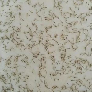 �����|����������α���