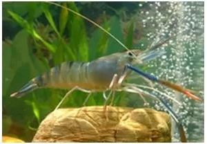 ���R�������⾮��������ˮ�a�Bֳ����·���ڣ�