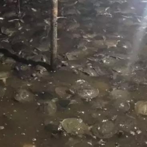 ���~�r��ȫ�汩�q���������_��100%