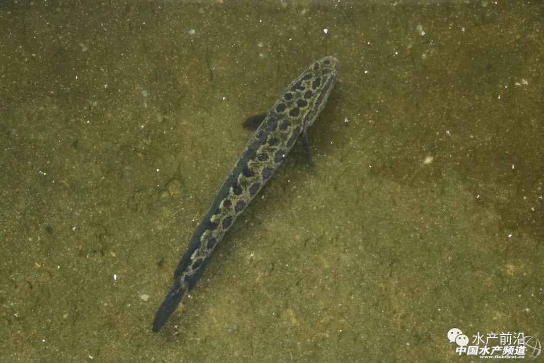 ��һ��ꠓ���ı�Ʒ���������~����ͻ��15Ԫ/������2�f����@�ˮ��a��ȼ���L�D�B�� | 2018���~ُ�Nָ��