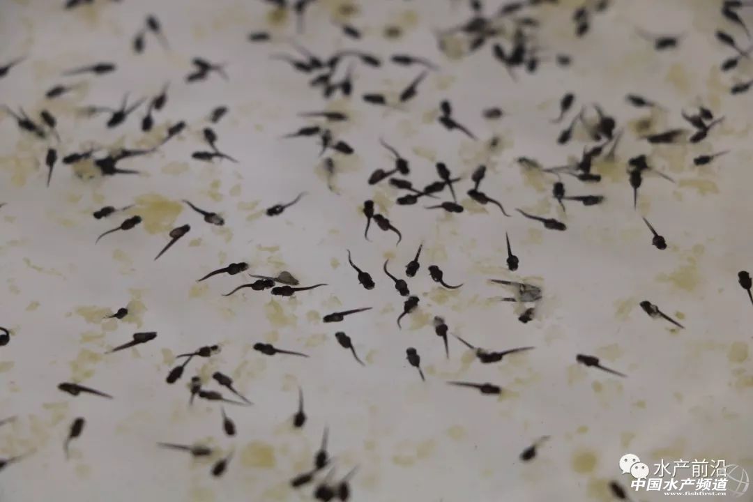 ��һ��ꠓ���ı�Ʒ���������~����ͻ��15Ԫ/������2�f����@�ˮ��a��ȼ���L�D�B�� | 2018���~ُ�Nָ��