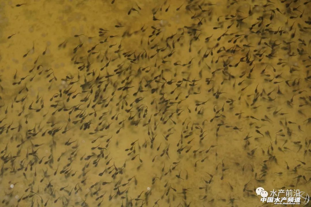 ��һ��ꠓ���ı�Ʒ���������~����ͻ��15Ԫ/������2�f����@�ˮ��a��ȼ���L�D�B�� | 2018���~ُ�Nָ��