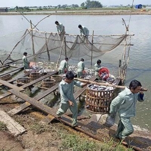 Խ�ϰ�ɳ�~���r�ٝq500Խ�϶ܣ�