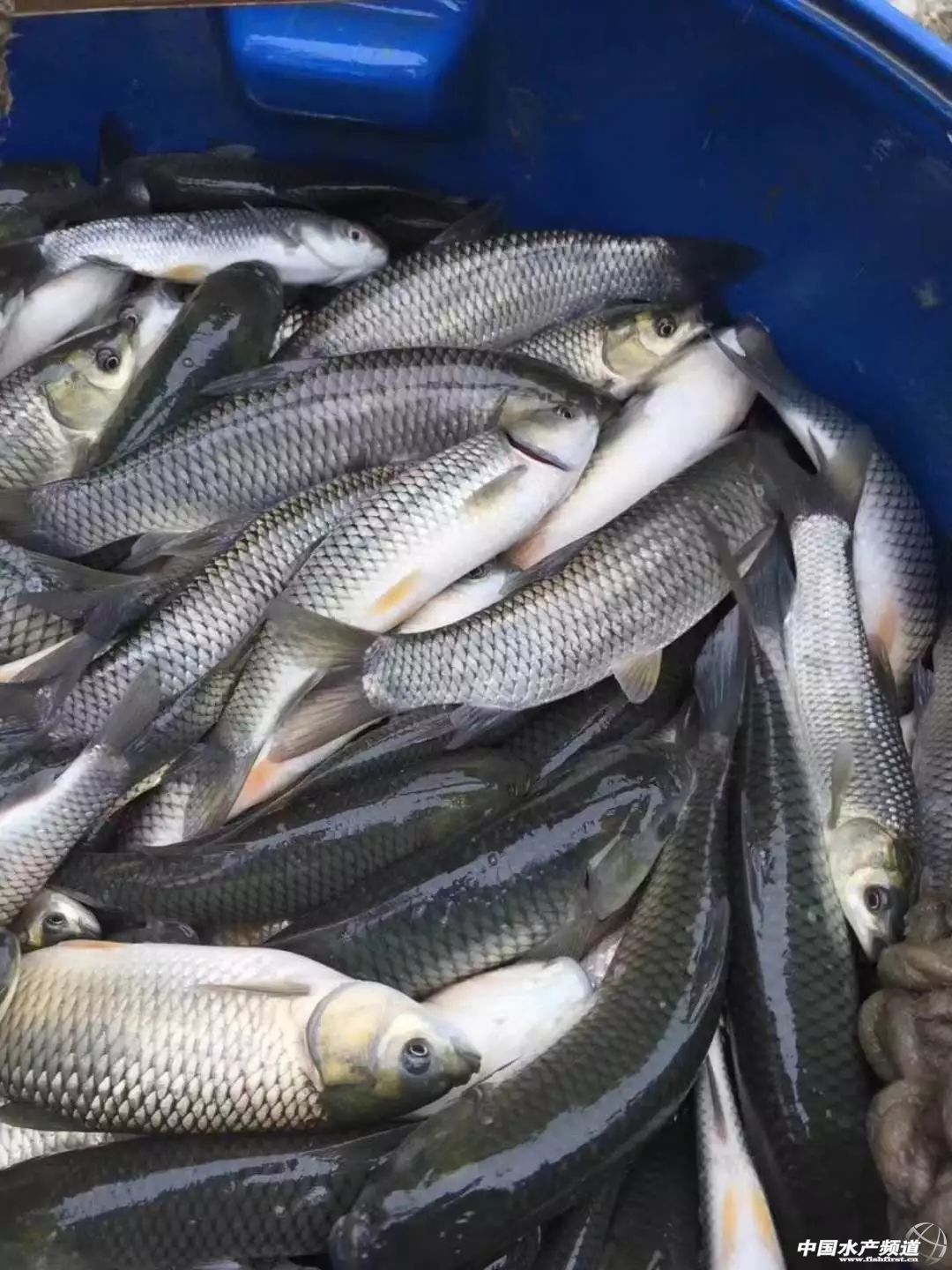 �����ݝO�����r�r�񱩝q�����~��ӭ��q�r���C��������ߝq0.3Ԫ