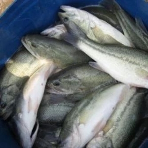 �Ĵ������|15Ԫ/����K�q0.5Ԫ������2018��4��25�ռ����|�r������