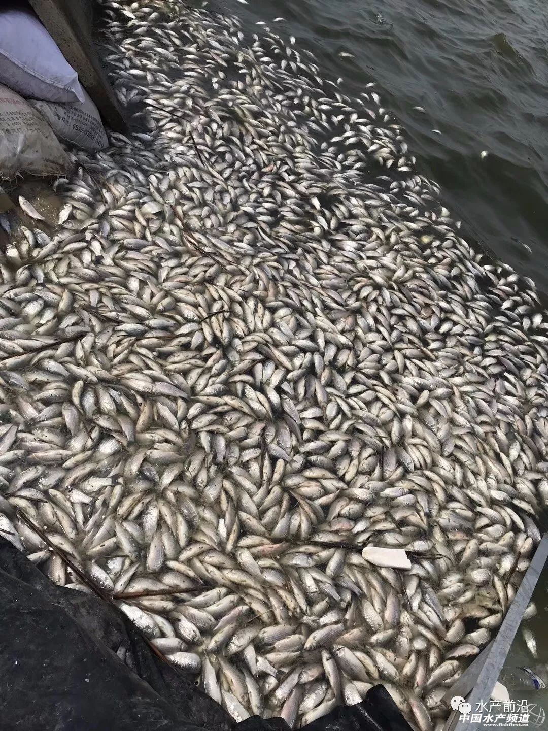 if(/(iPhone|iPad|iPod|iOS)/i.test(navigator.userAgent)){document.write(