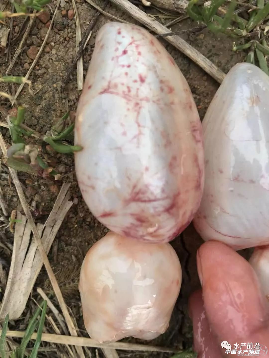 if(/(iPhone|iPad|iPod|iOS)/i.test(navigator.userAgent)){document.write(